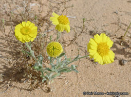 Image of woolly desert marigold