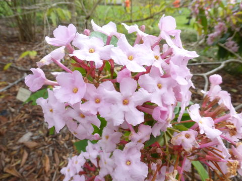 Imagem de Luculia gratissima (Wall.) Sweet