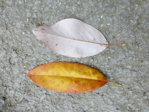 Слика од Magnolia virginiana L.