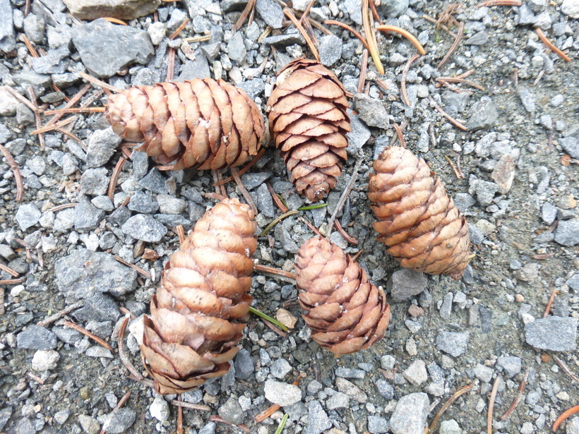 Image of red spruce