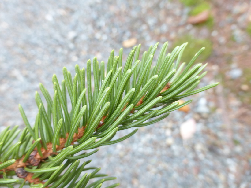 Image of red spruce