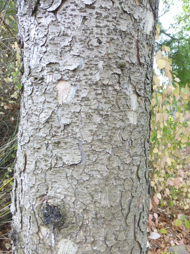 Image of red spruce