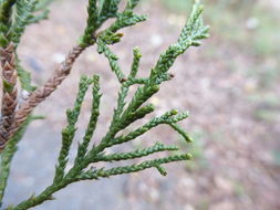 Image of Eastern Juniper