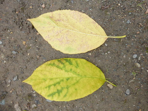 Plancia ëd Halesia diptera J. Ellis