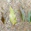 Image of Chisos oak