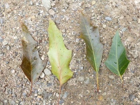 Image of Chisos oak