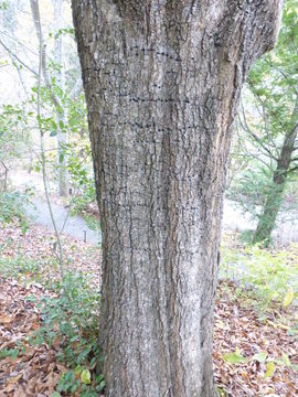 Image of overcup oak