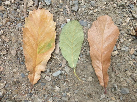 Image of Quercus obtusata Bonpl.