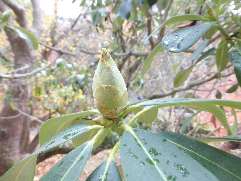 صورة Rhododendron decorum Franch.