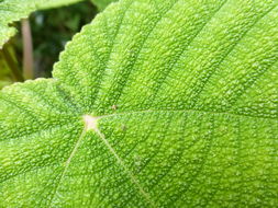 Imagem de Urera caracasana (Jacq.) Griseb.