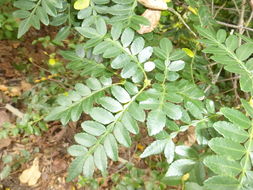 Sivun Weinmannia pinnata L. kuva