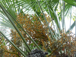 Trachycarpus fortunei (Hook.) H. Wendl. resmi