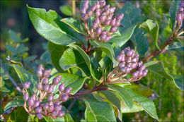 Image of Viburnum-tinus-ssp-tinus