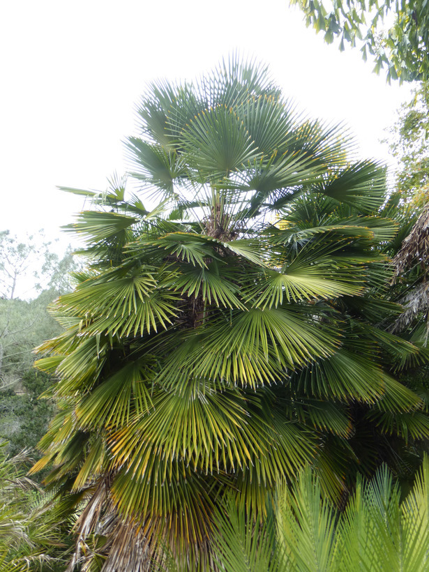 Image of Chinese windmill palm