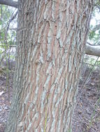 Image of Florida Nutmeg Tree