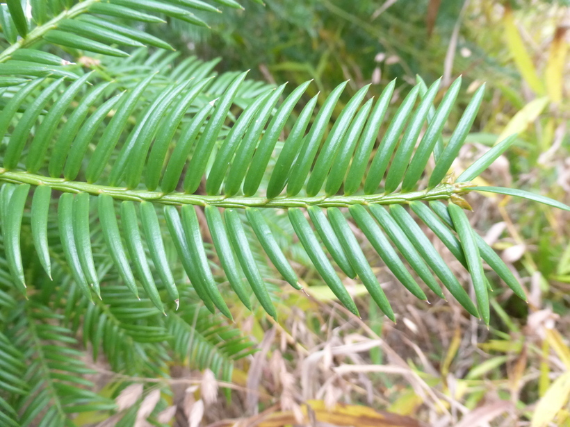 Plancia ëd Torreya taxifolia Arn.