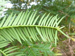 Plancia ëd Torreya taxifolia Arn.