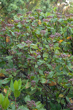 Image of Viburnum-tinus-ssp-tinus