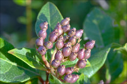 Image of Viburnum-tinus-ssp-tinus