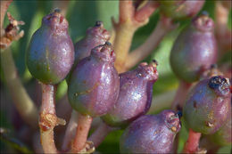 Image of Viburnum-tinus-ssp-tinus