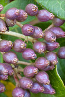 Image of Viburnum-tinus-ssp-tinus