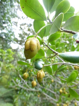 Image of Ternstroemia tepezapote Schltdl. & Cham.