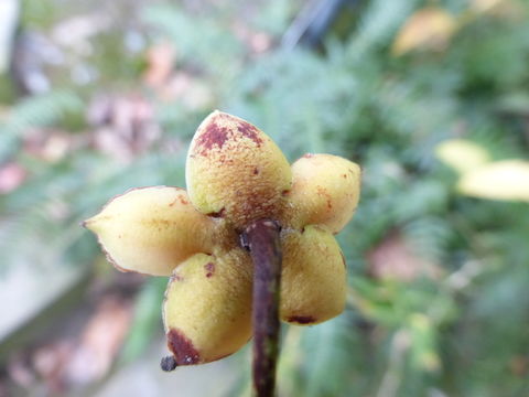 Image of Ternstroemia tepezapote Schltdl. & Cham.