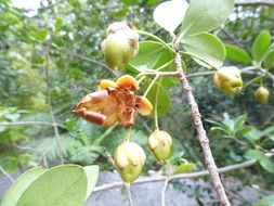 Image of Ternstroemia tepezapote Schltdl. & Cham.