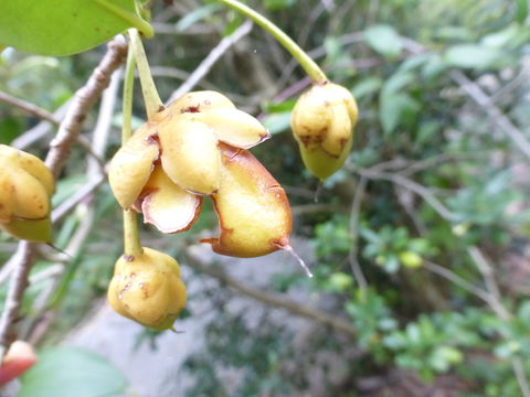 Image of Ternstroemia tepezapote Schltdl. & Cham.