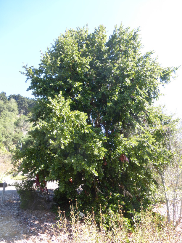 Image of red cryptocarya