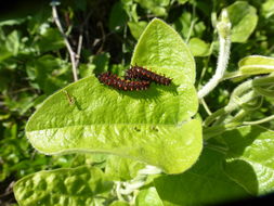 Image of California dutchman's pipe