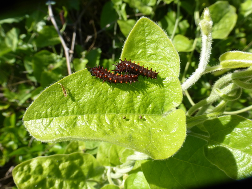 Image de Aristolochia californica Torr.