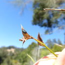 Imagem de Genista aetnensis (Biv.) DC.