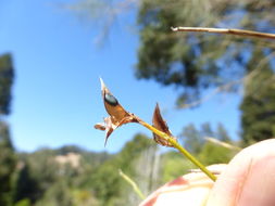 Imagem de Genista aetnensis (Biv.) DC.