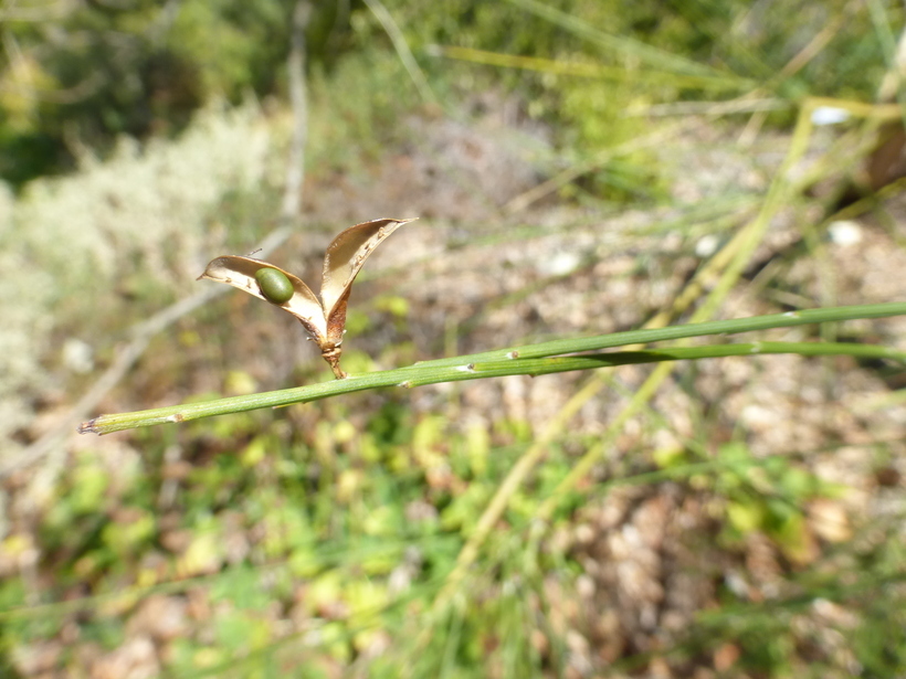 Imagem de Genista aetnensis (Biv.) DC.