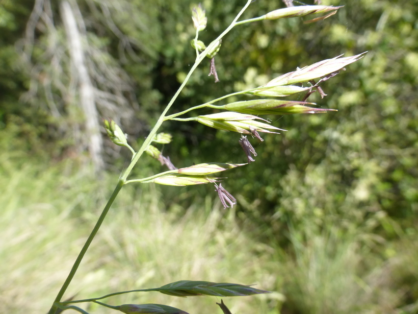 Plancia ëd Festuca californica Vasey