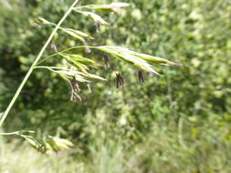 Plancia ëd Festuca californica Vasey