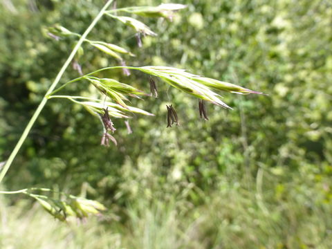 Image of California fescue