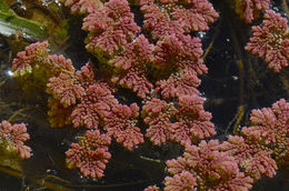 Image of <i>Azolla mexicana</i>