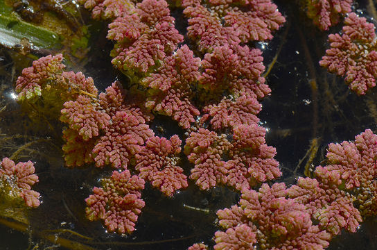 صورة <i>Azolla mexicana</i>