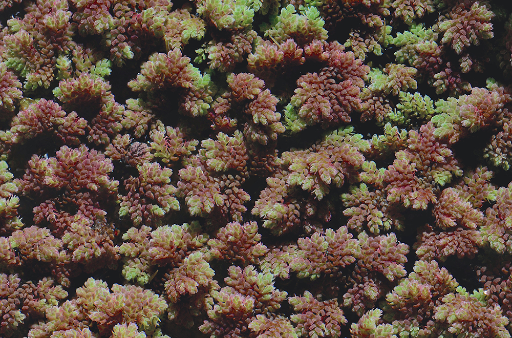 Image of <i>Azolla mexicana</i>