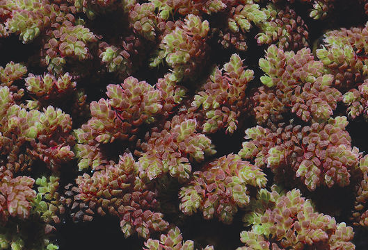 صورة <i>Azolla mexicana</i>