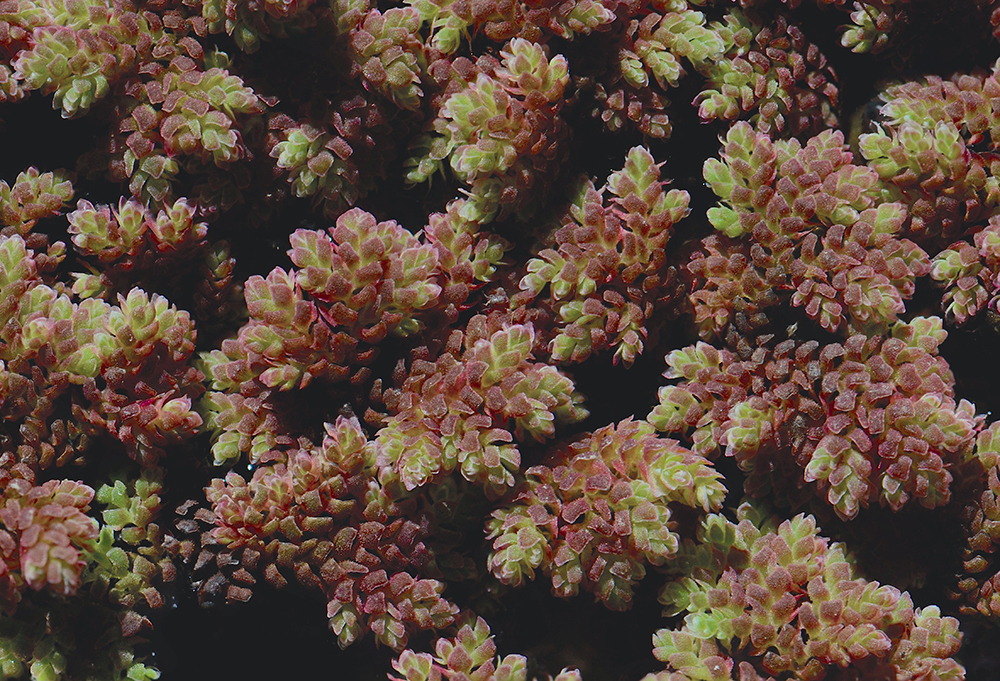 Image of <i>Azolla mexicana</i>