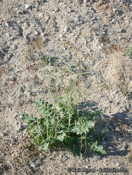 Plancia ëd Brassica tournefortii Gouan