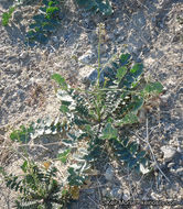 Plancia ëd Brassica tournefortii Gouan