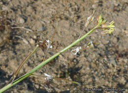 Image of Asian mustard