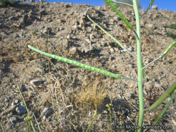 Image of Asian mustard