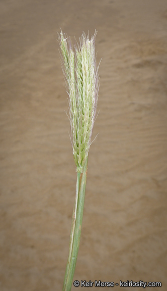 Image of feather fingergrass