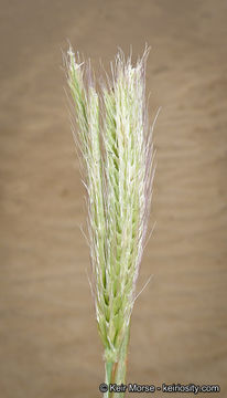 Image of feather fingergrass