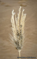 Image of feather fingergrass